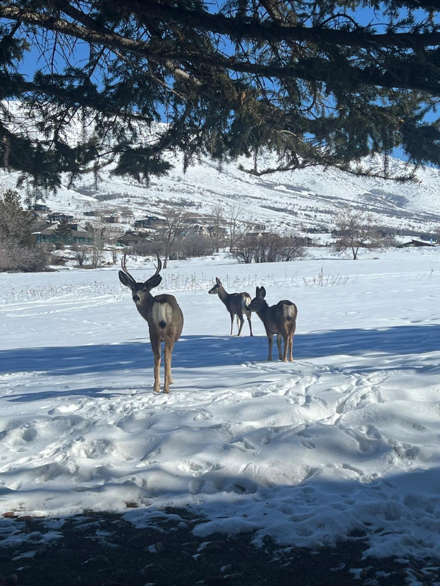 Wolf Creek Lodge Condo In Eden, Ut - Relaxing Mountain Retreat Екстер'єр фото